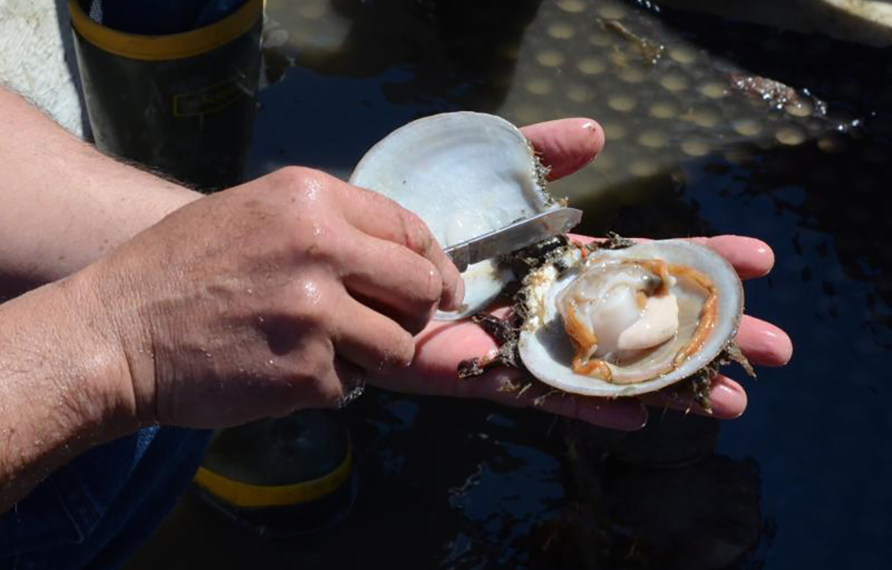 A fisherman shucks a scallop