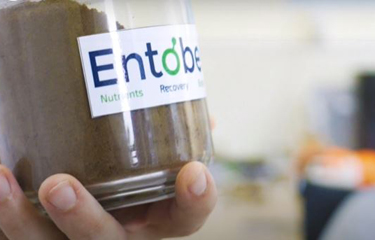 Vinh Hoan, Vietnam’s top pangasius company, has become the strategic partner of Entobel, a producer of insect-based aquafeed protein.