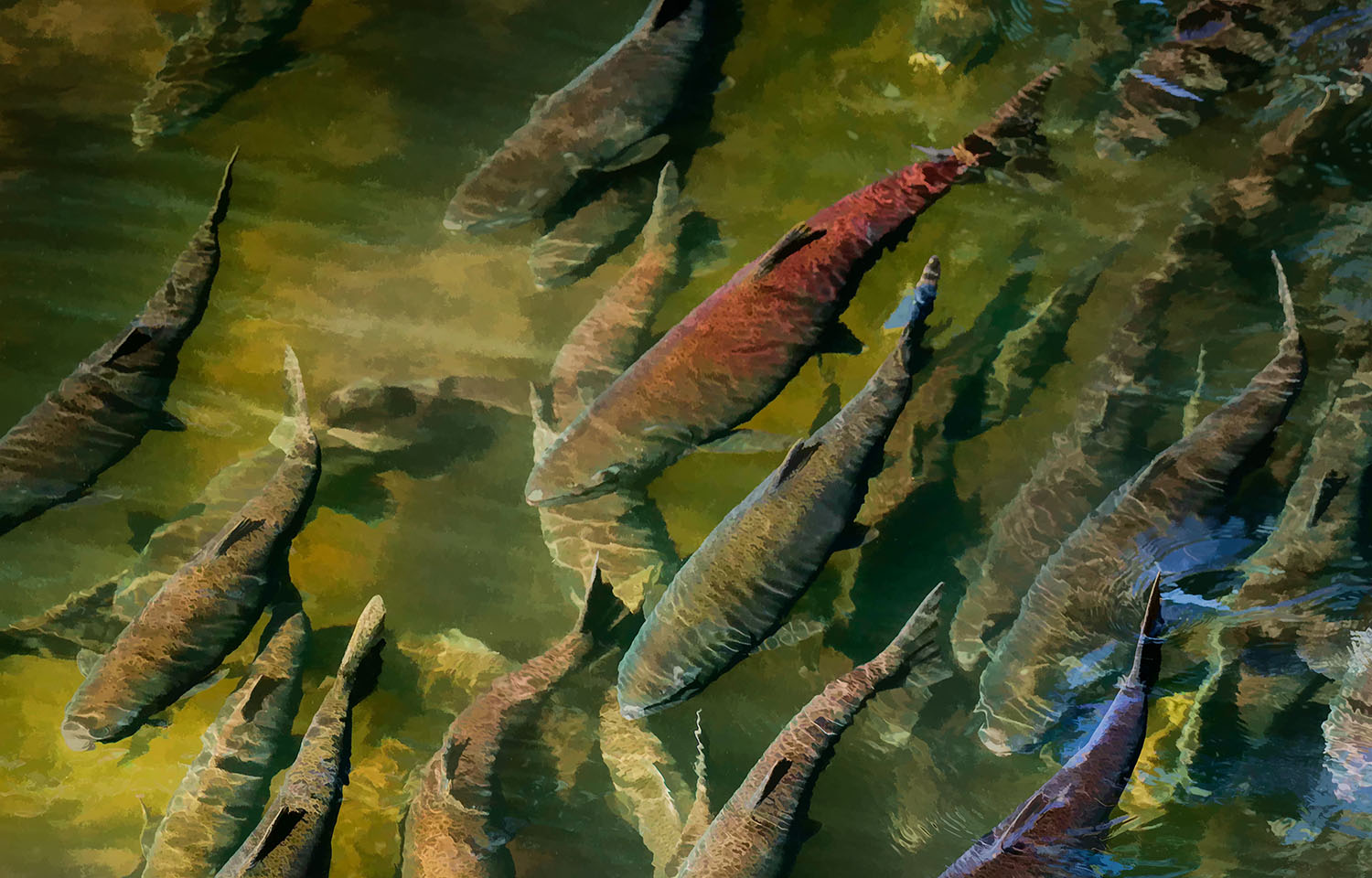 NOAA declines Environmental Species Act protection for Alaskan Chinook salmon