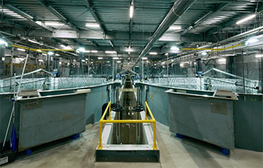 The interior of Proximar Seafood's RAS facility in Japan.