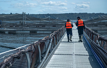 Two workers walk along a walkway next to a salmon net pen in Chile.