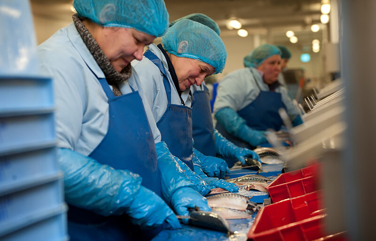 UK institutes new seafood export rules in anticipation of more stringent EU requirements