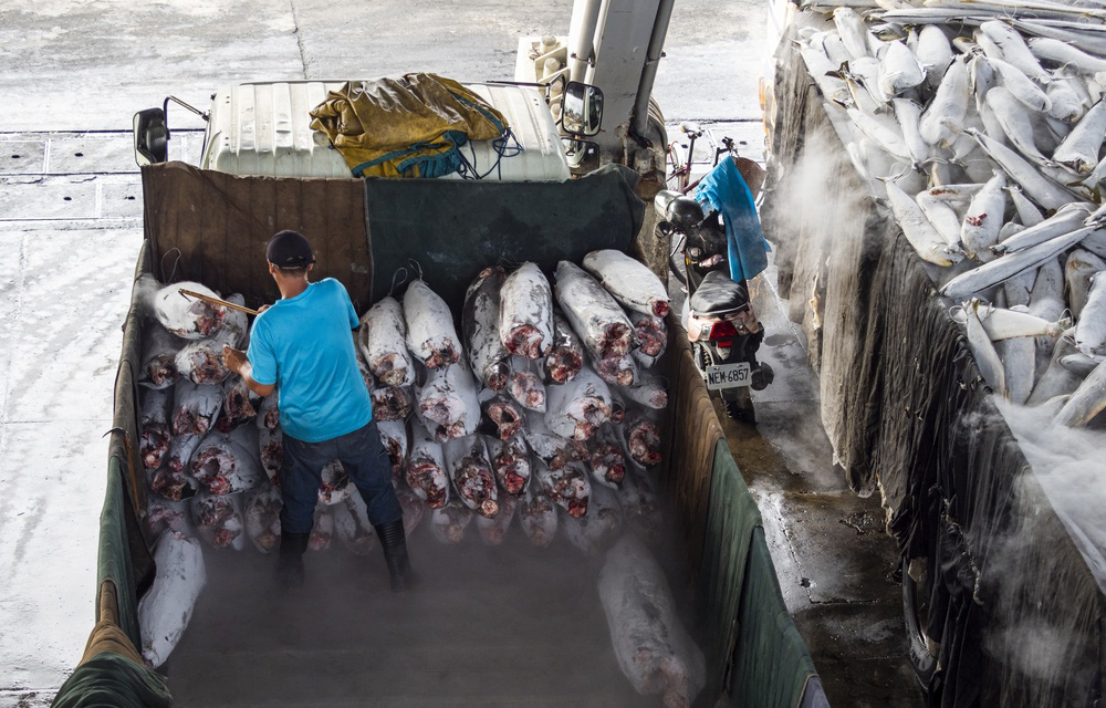 A worker loading frozen tuna on a truck