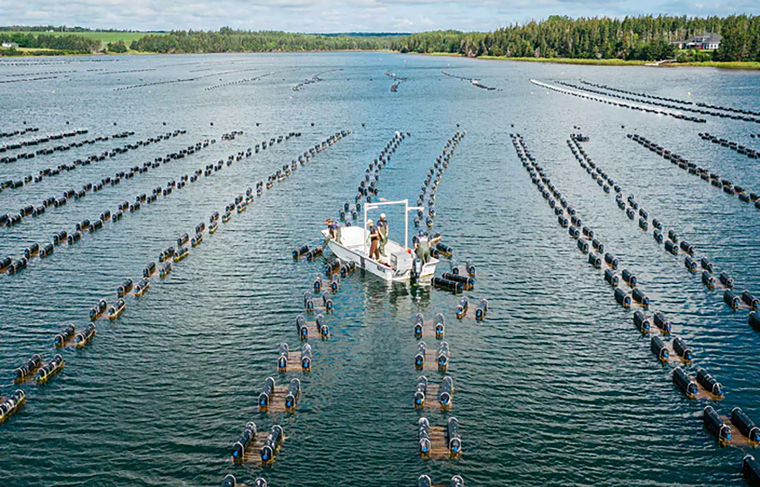 Oyster farmers tending to their operations on Prince Edward Island, Canada