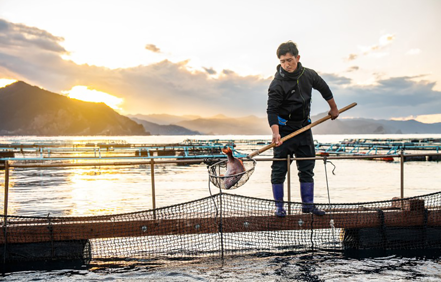 ASC-certified red sea bream farm in Japan