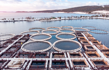 Russia’s Federal Agency for Fisheries will lease 143 sites for aquaculture in 2021.