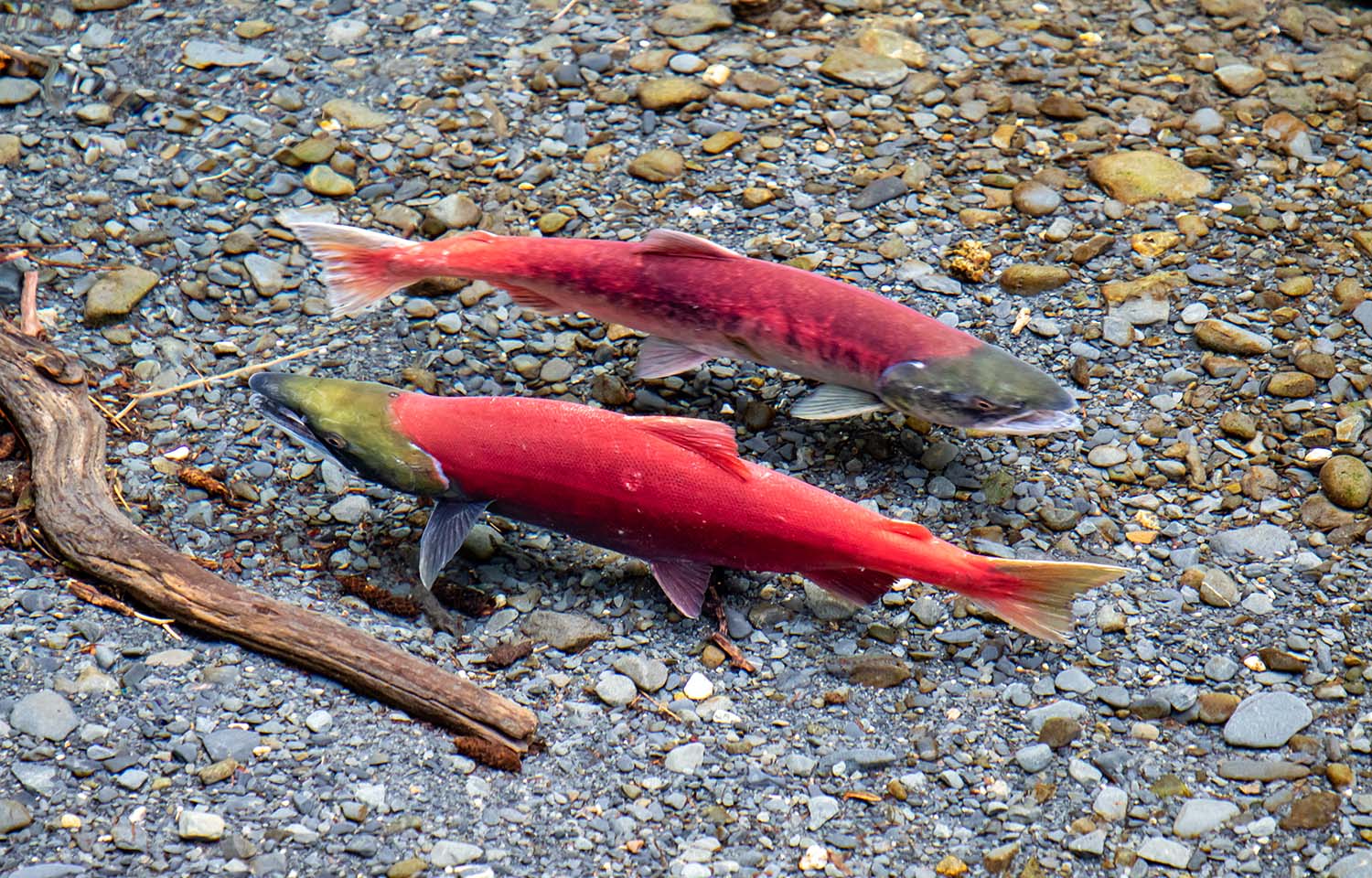Salmon