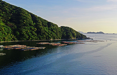 The Ainan Fisheries Cooperative red sea bream aquaculture operation.