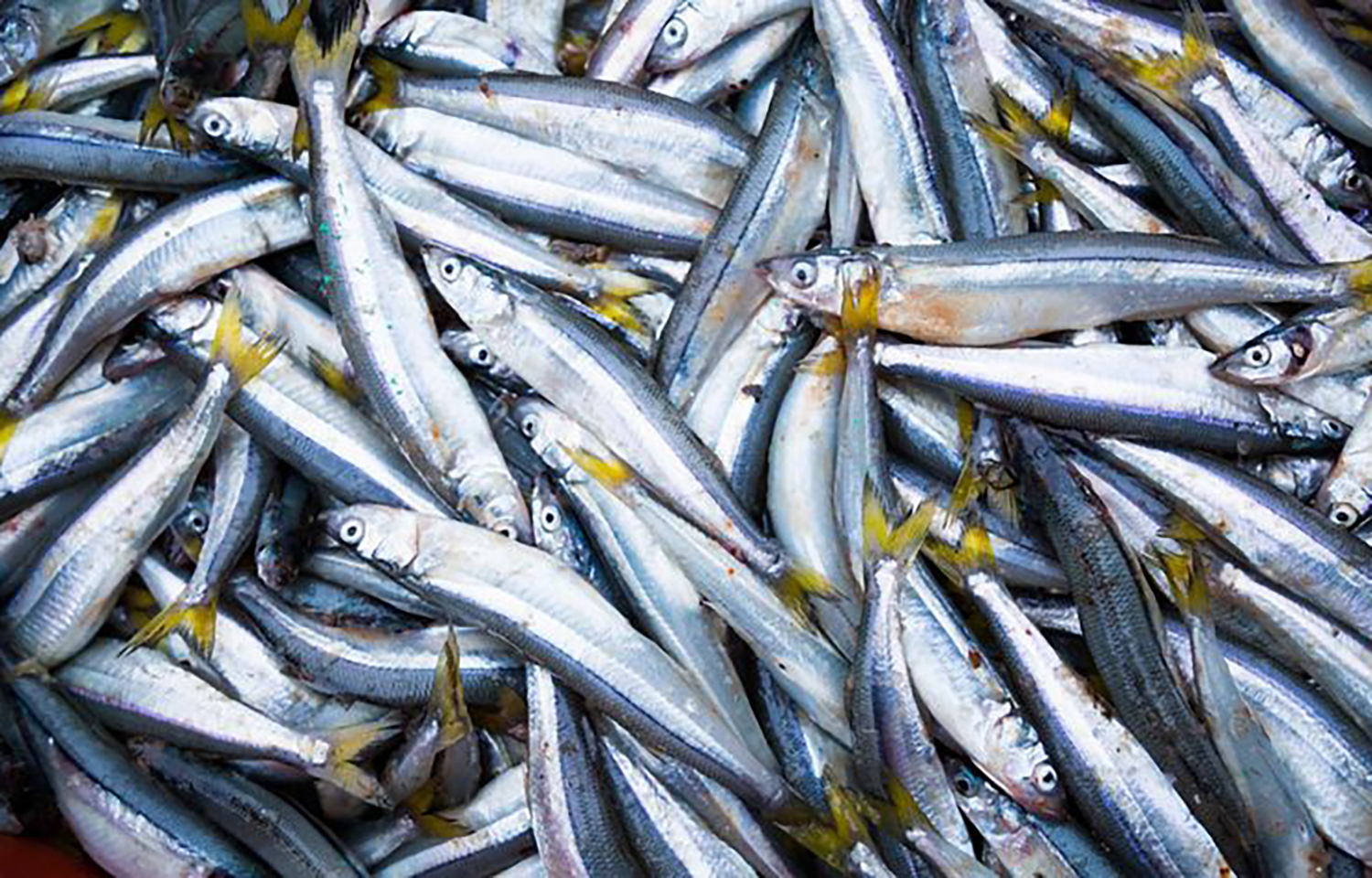 Peruvian fishing firms gear up for opening of 2025’s second anchovy season