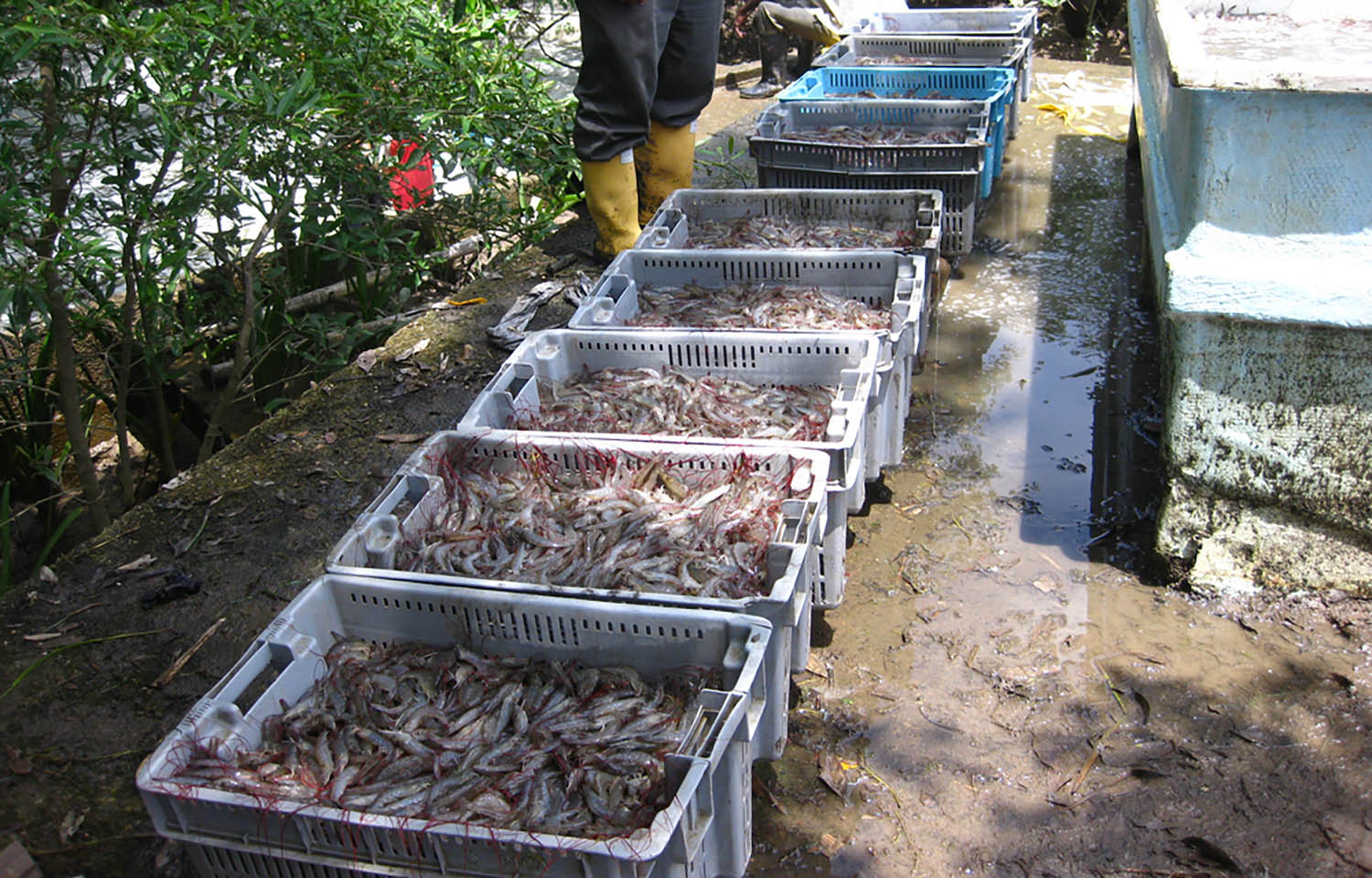 Pacific white shrimp on an Ecuadorian farm