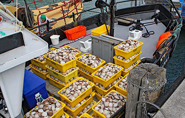 Scallops caught in New Zealand's Coromandel region.