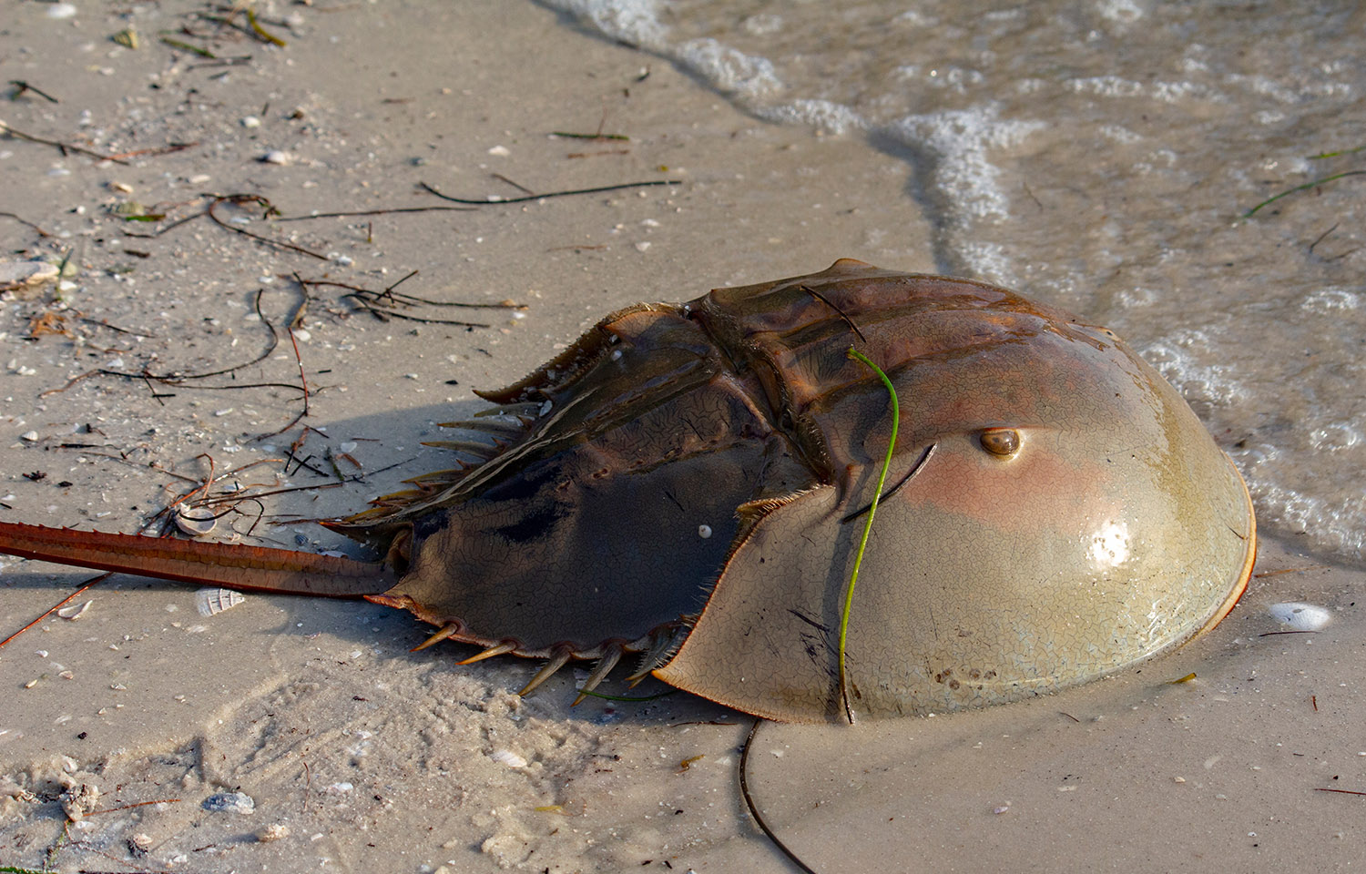 ASMFC bans female horseshoe crab bait harvest in Delaware Bay for two years