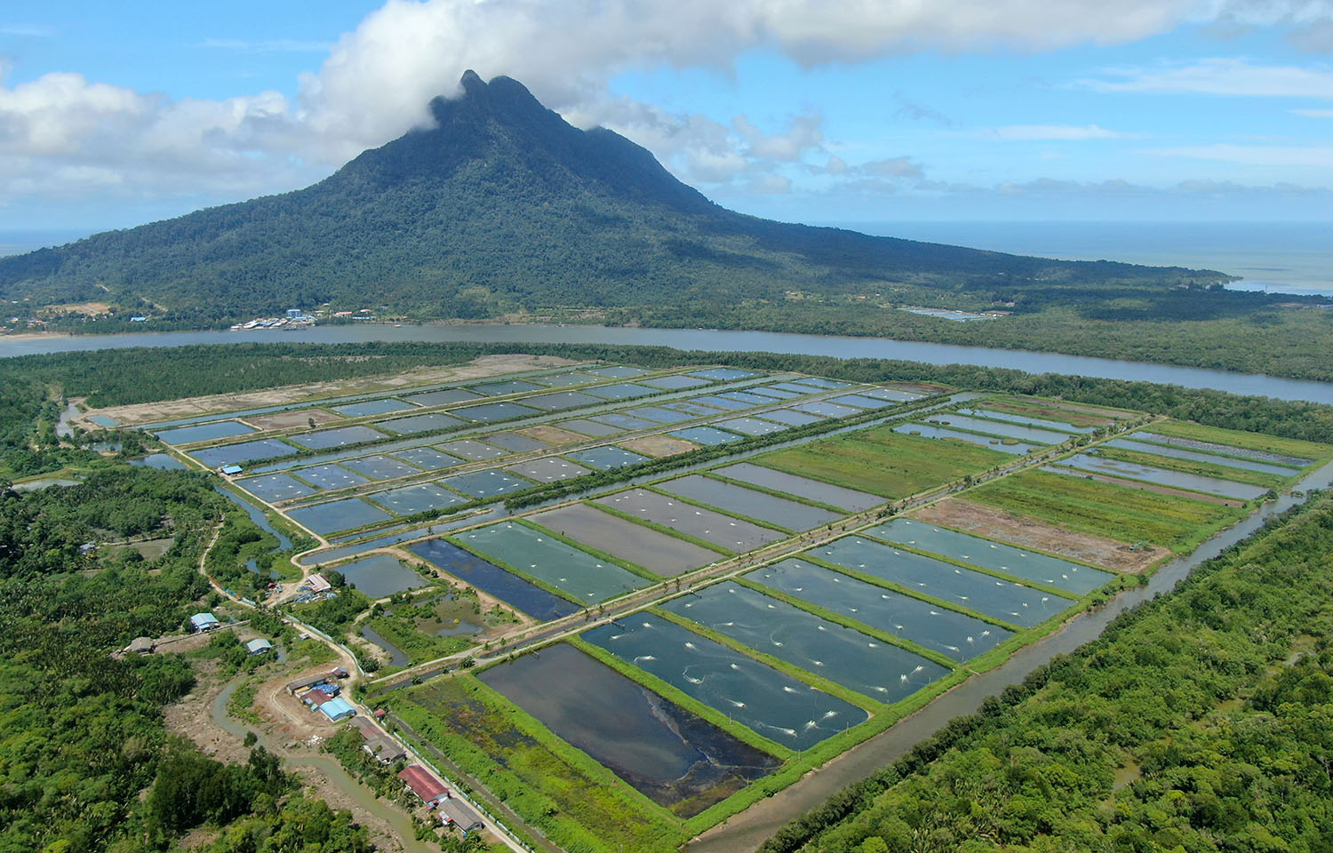 A Malaysian shrimp farm.