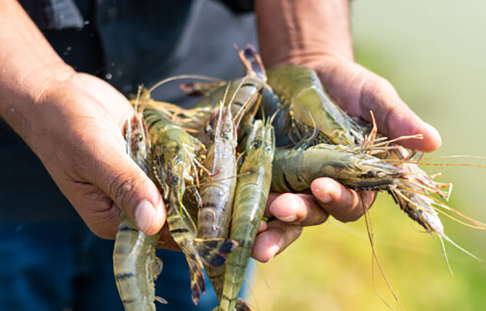 A Thai Union employee with a handful of large shrimp