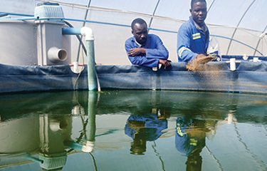 Two aquaculture operators in Zimbabwe feed a pond of tilapia.