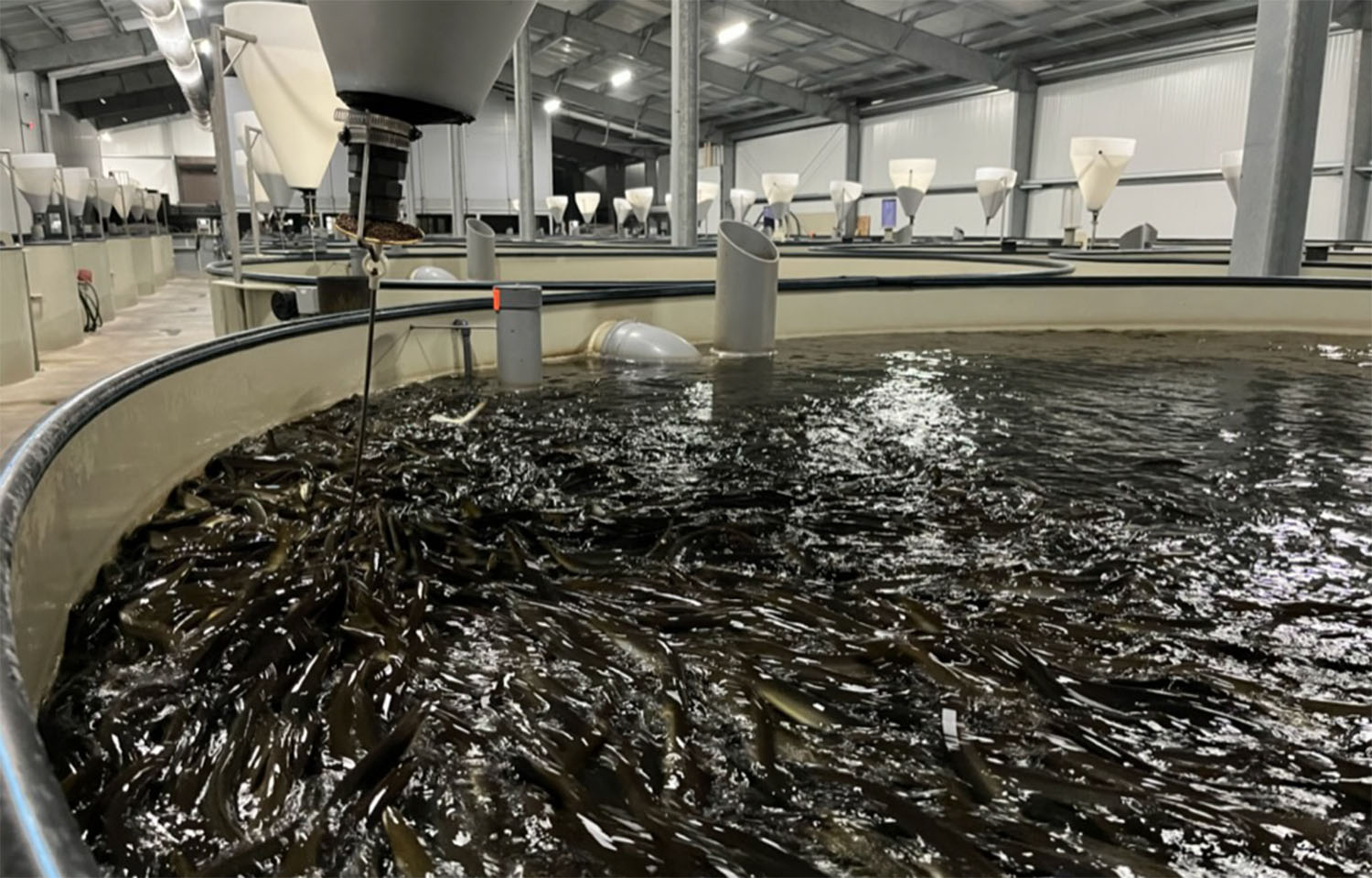The interior of American Unagi's facility in Waldoboro, Maine