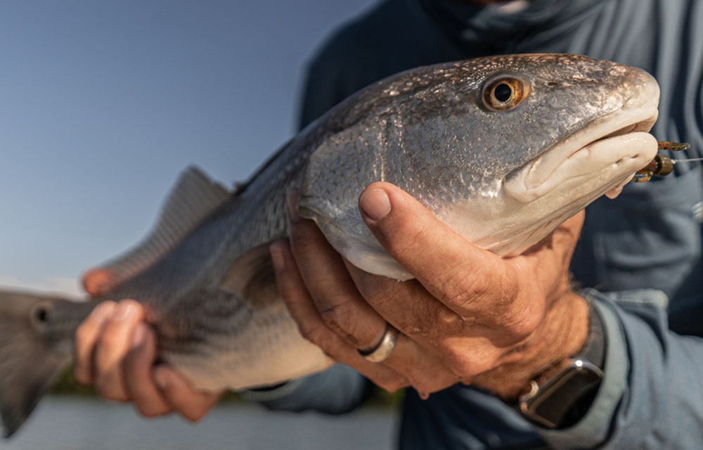 Ocean Era receives final permit for red drum demo off Florida coast