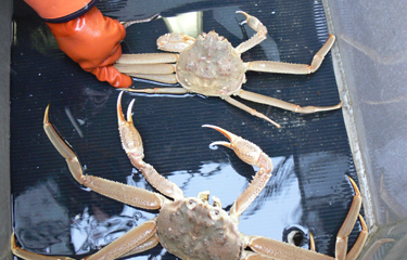 Alaska crab pots drop with Bering Sea with red king crab down
