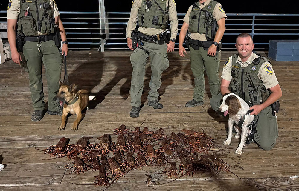 lobster-hunting law enforcement dogs