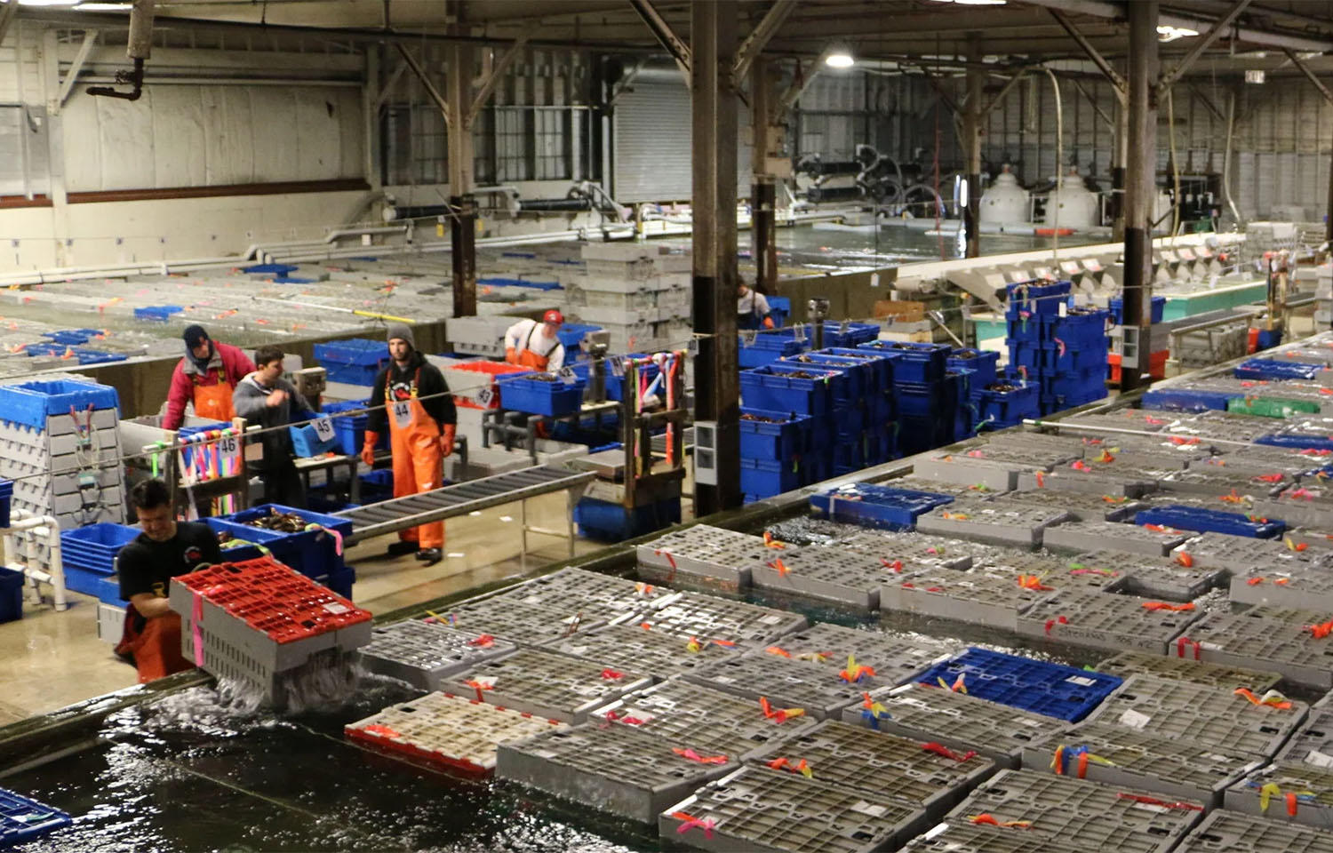 The interior of Ready Seafood's live lobster holding area in Portland, Maine, U.S.A.
