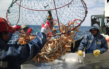 Patagonian southern king crab fishery obtains MSC certification