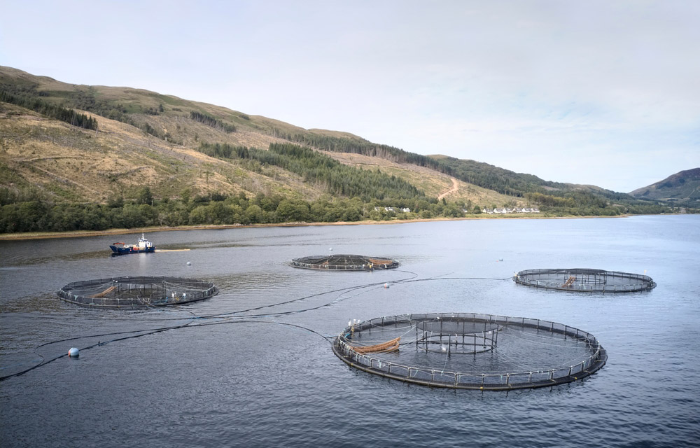 salmon aquaculture in Scotland