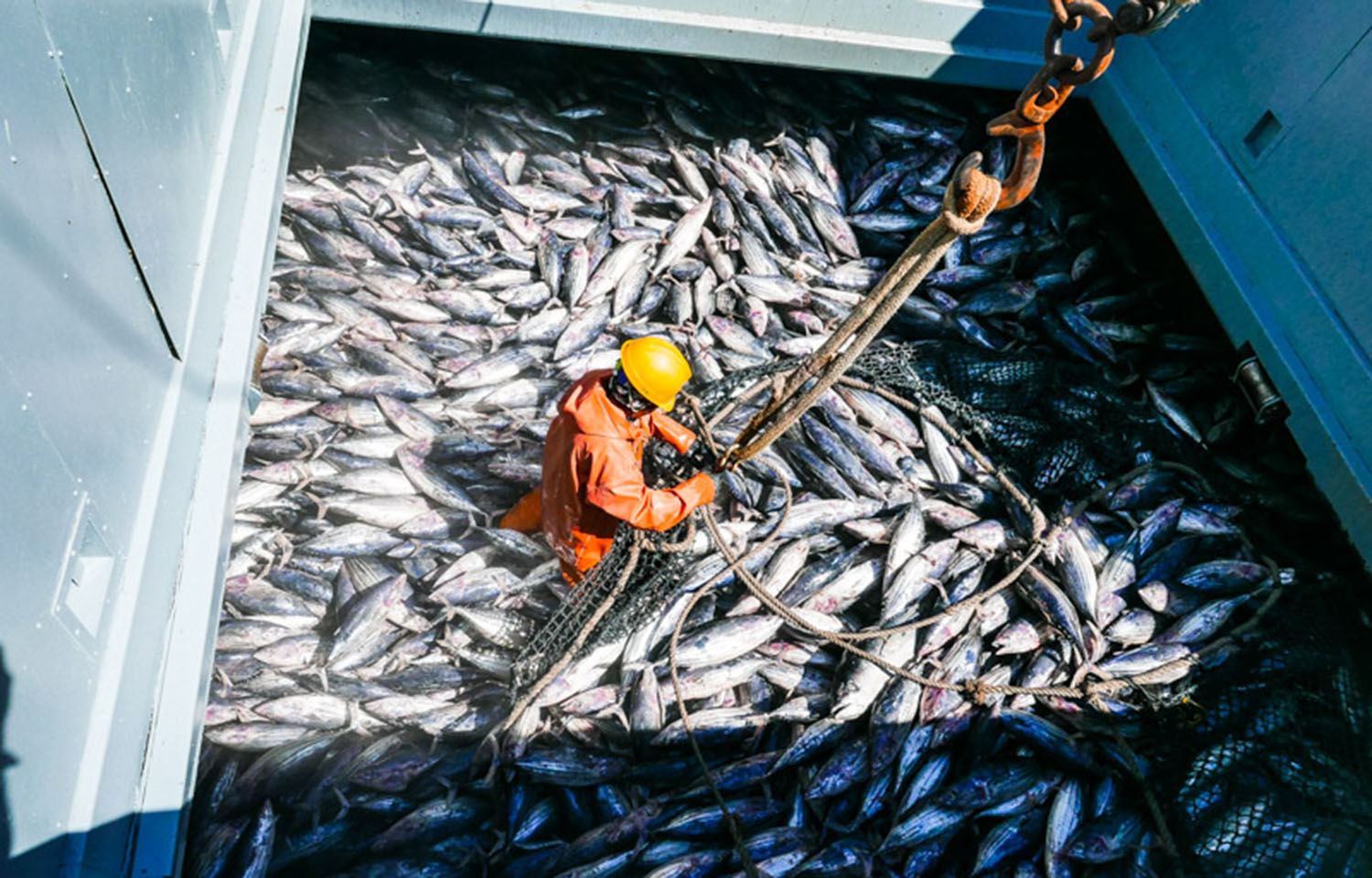 A crew member of unknown nationality on a Panamanian-flagged tuna carrier during transshipment in the Federated States of Micronesia