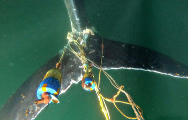Commercial Fishing Reporting of Protected Species Bycatch