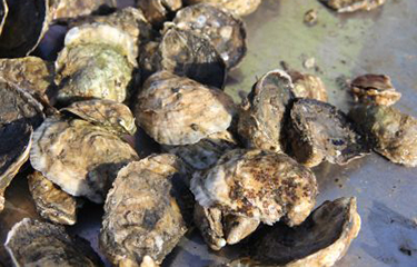 Oysters grown in Connecticut.