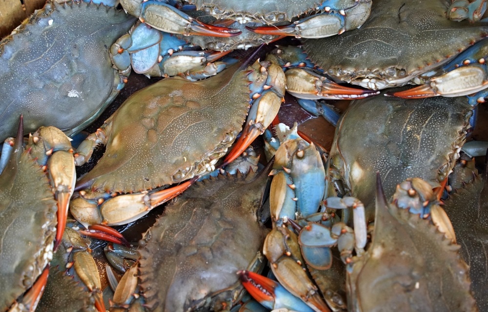Louisiana seeks USD 77,400 from commercial crabber operating without a license