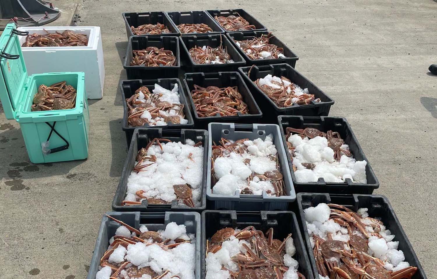 Piles of snow crab in containers
