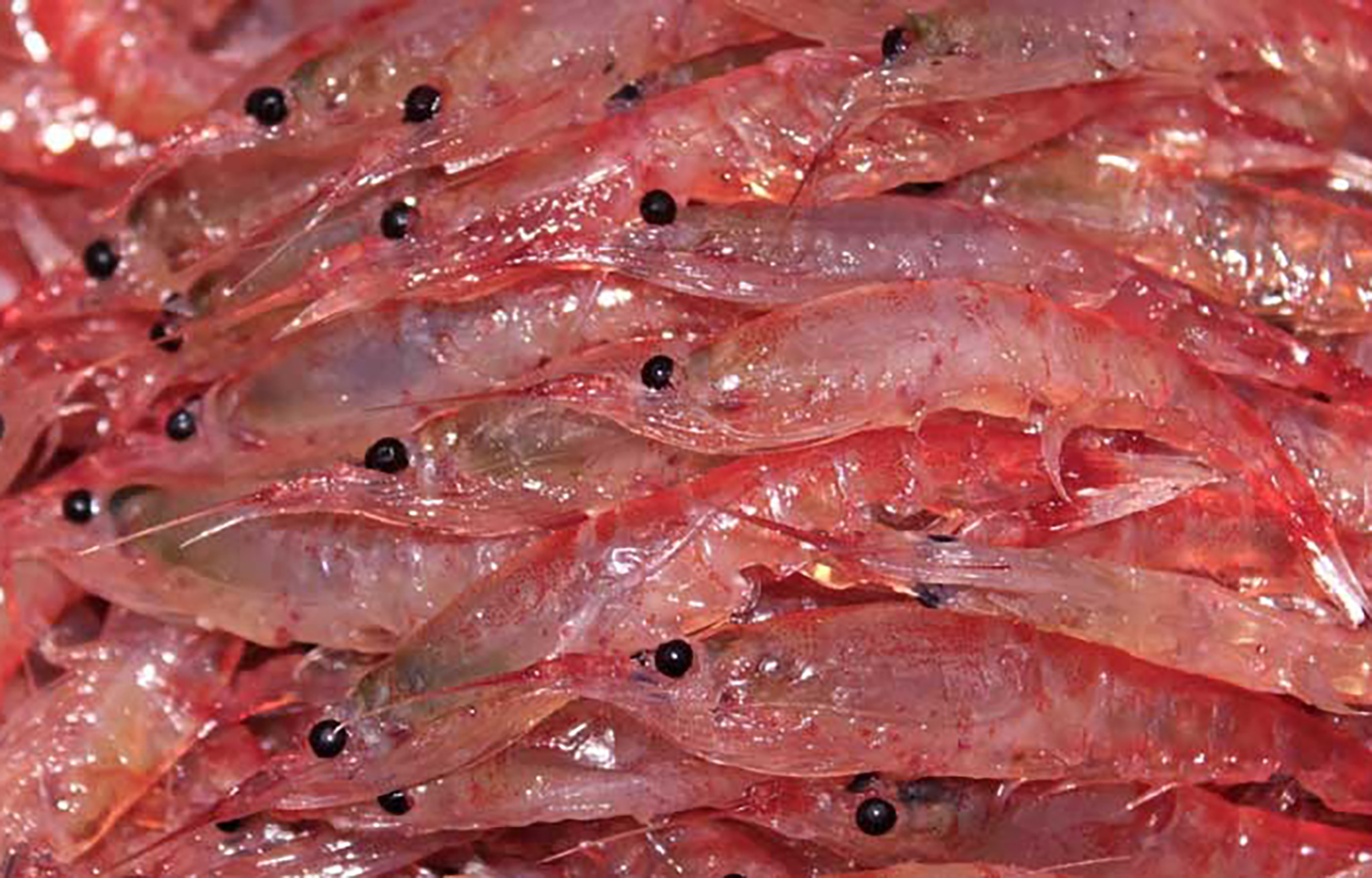Chinese fishing firm Kaichuang reports nearly 200 percent increase in krill catch, aligning with nationwide ambitions