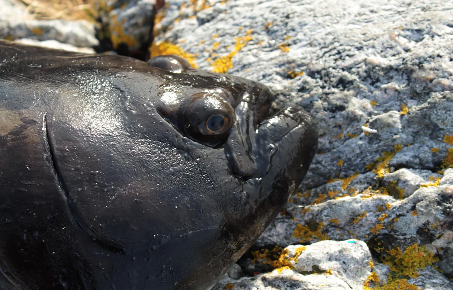 A farmed Atlantic halibut