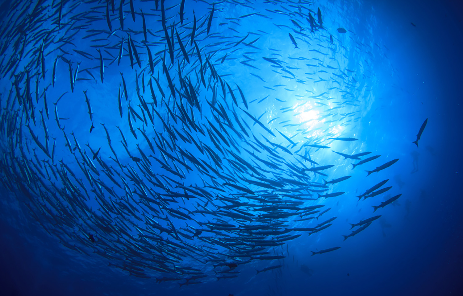 A school of barracuda swimming in the ocean