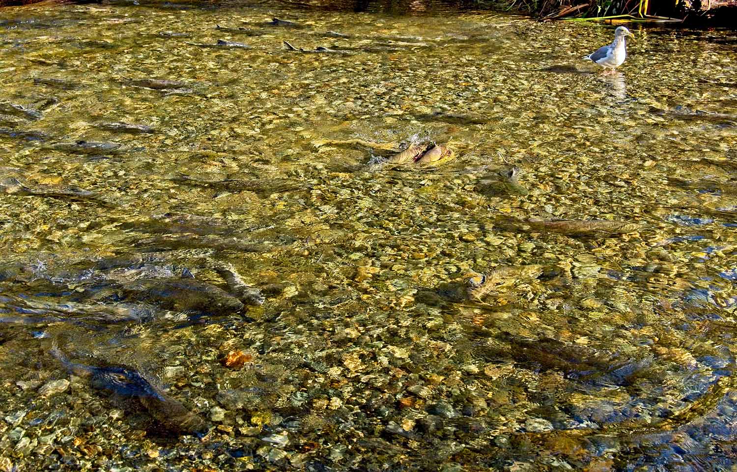 Wild Chinook salmon in a river in B.C. Canada