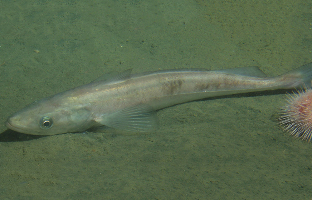 Pacific whiting