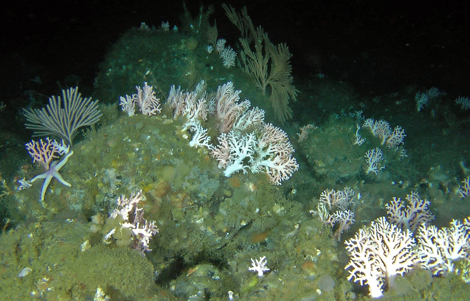 A seabed with coral