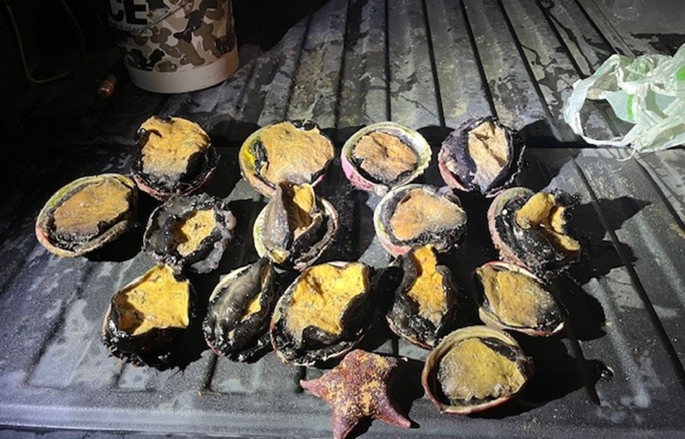California officers detain individual for illegal abalone harvesting