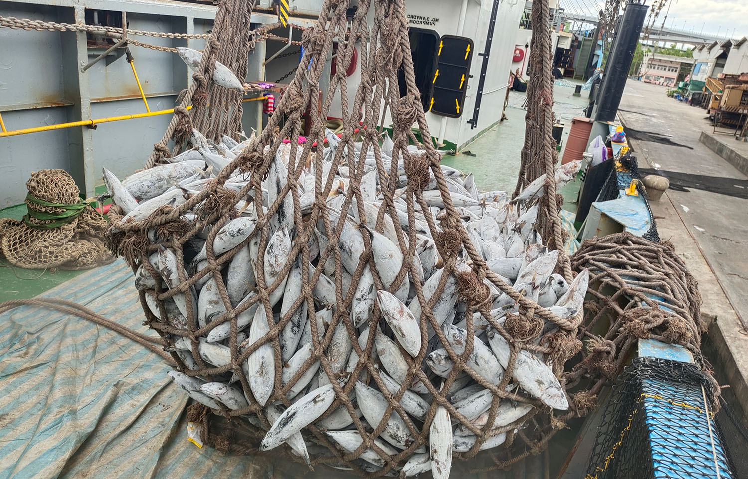 Frozen tuna being transported in a net