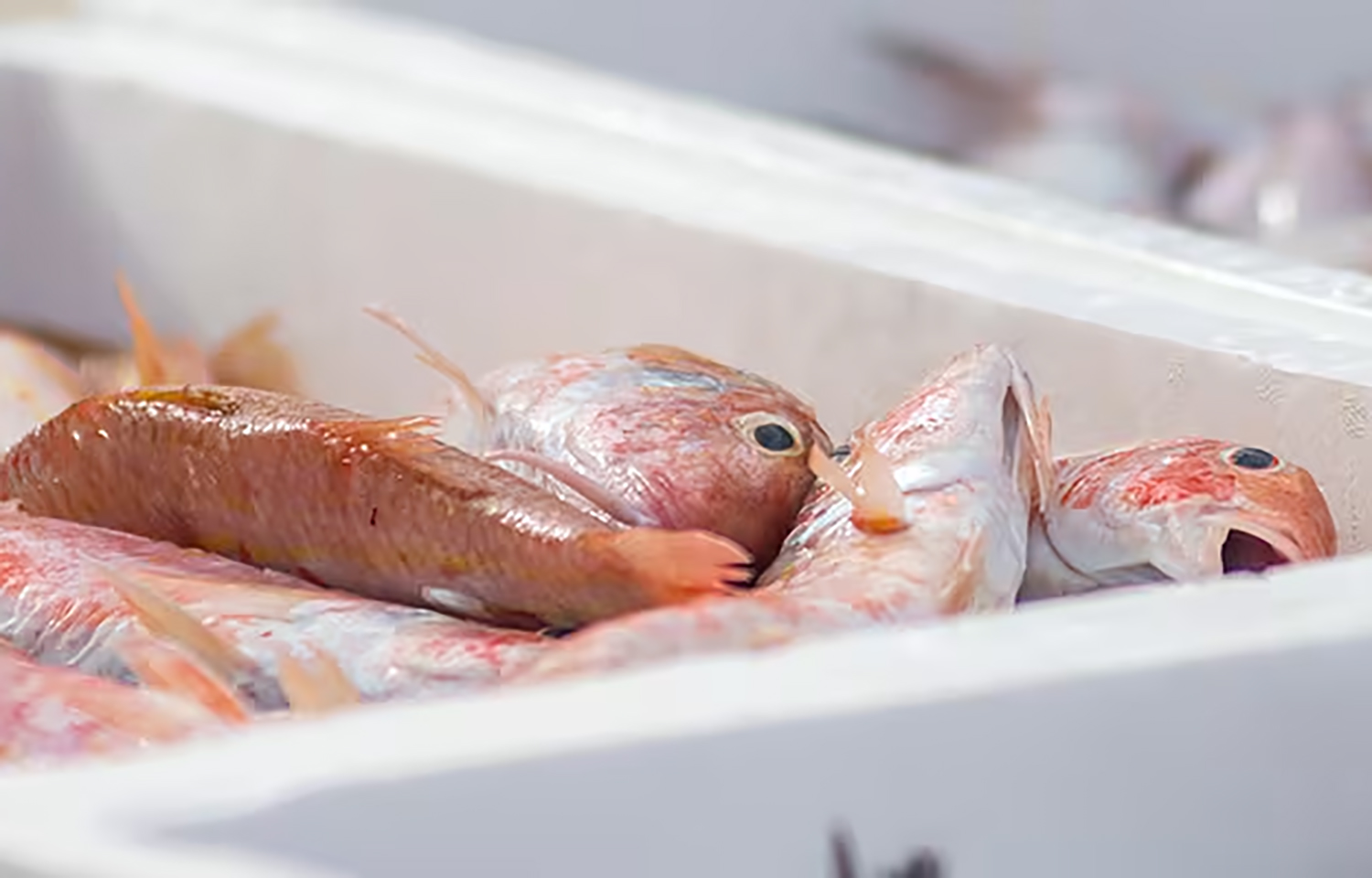 A fresh seafood shipment