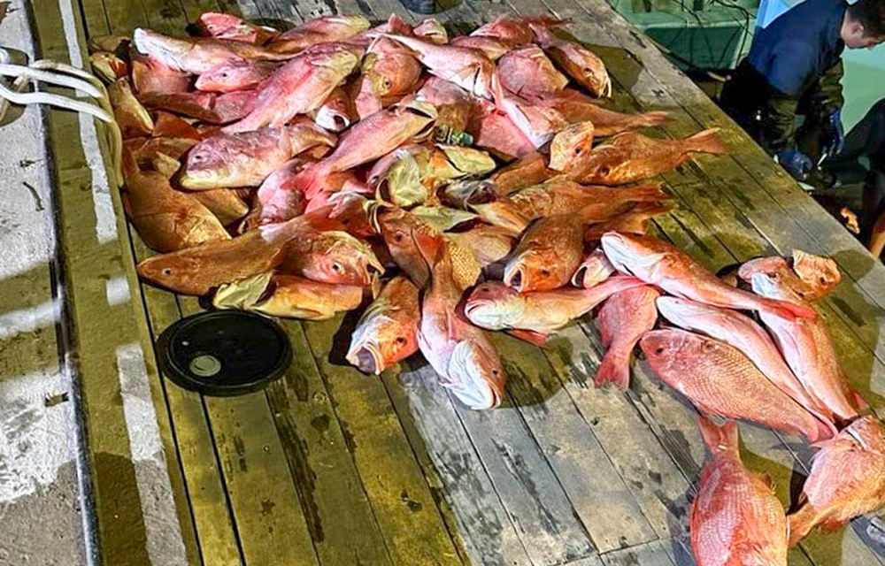 Illegally caught red snapper