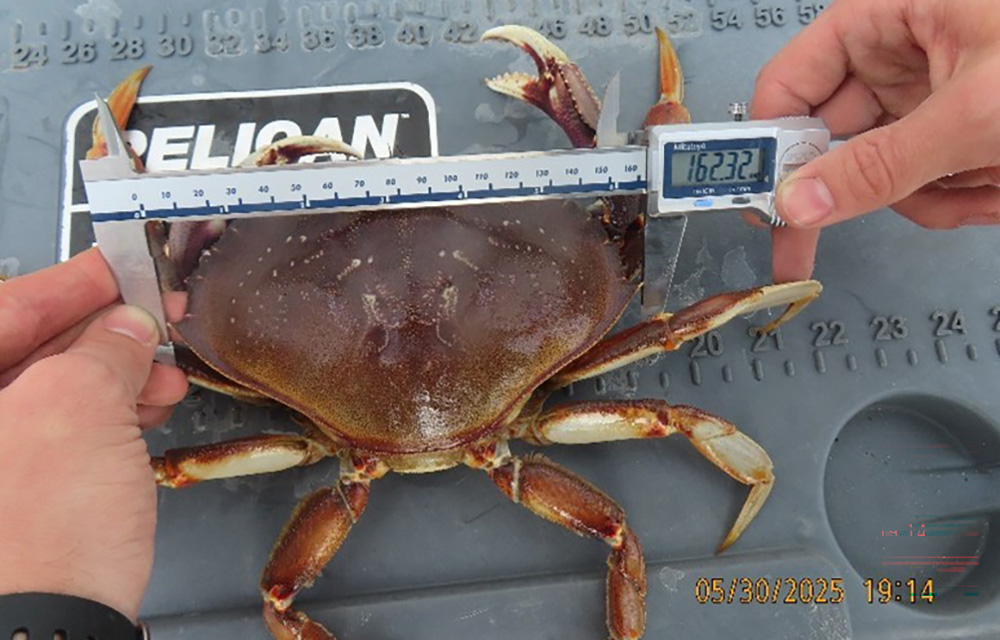 a Dungeness crab