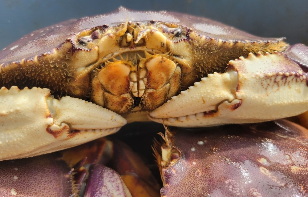 Washington sets start dates for Dungeness crab season; Oregon prepares to open Northern coast