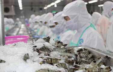 Vietnamese workers at a shrimp processing plant.