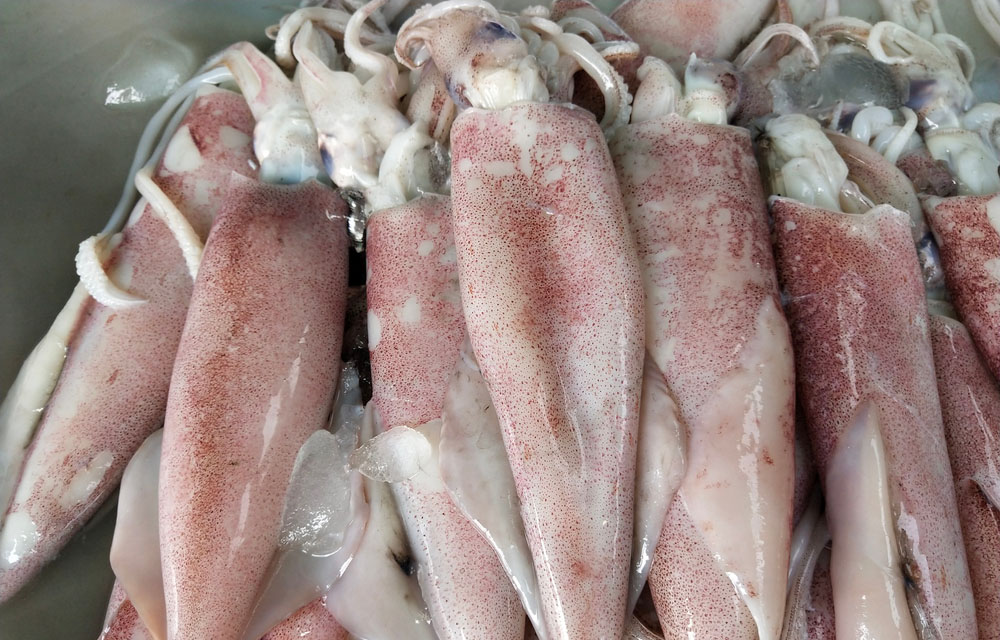 squid