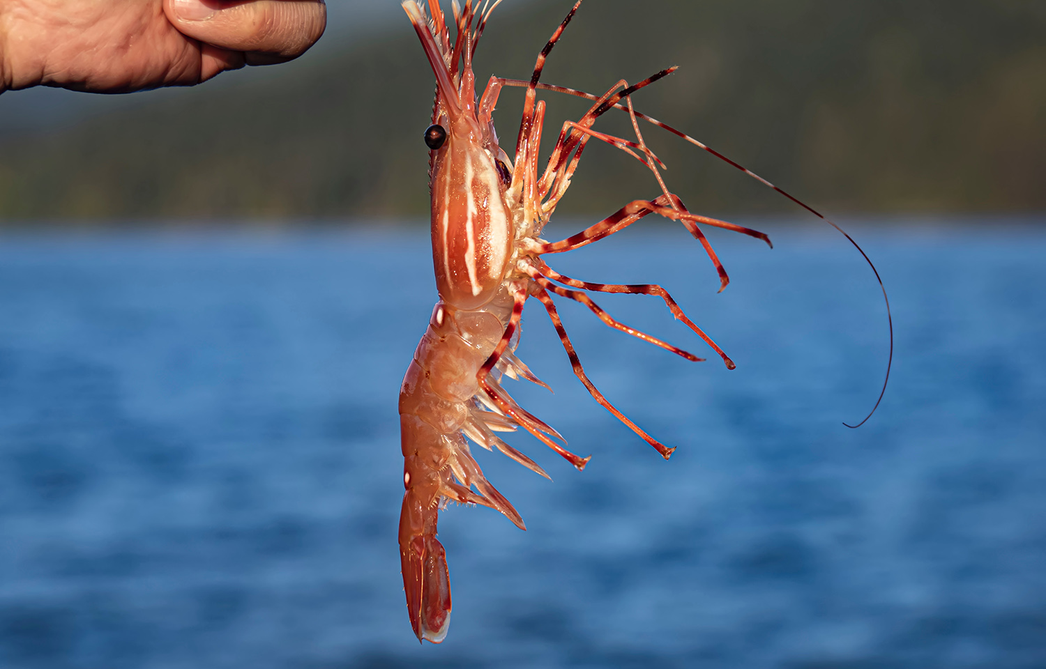 Canadian court issues fines for illegal prawn harvesting