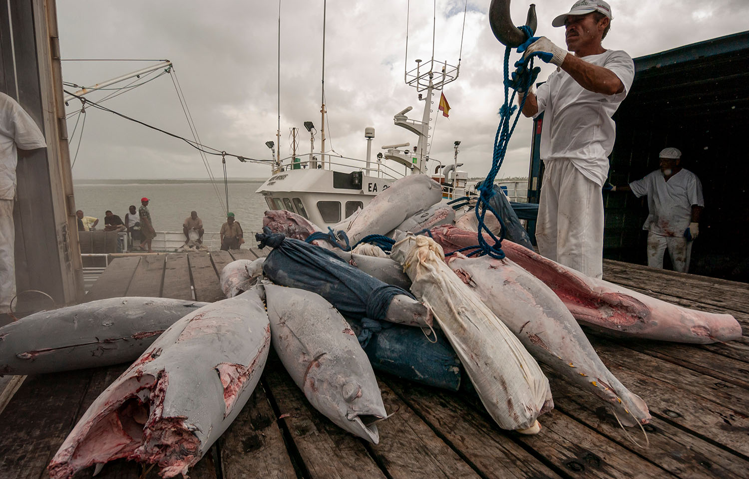 A man on a fishing dock with some frozen tuna.