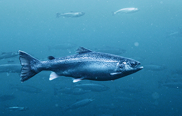 Norwegian salmon from Mowi