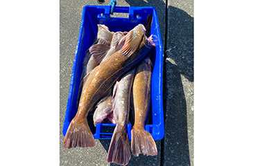 Lingcod in a bucket