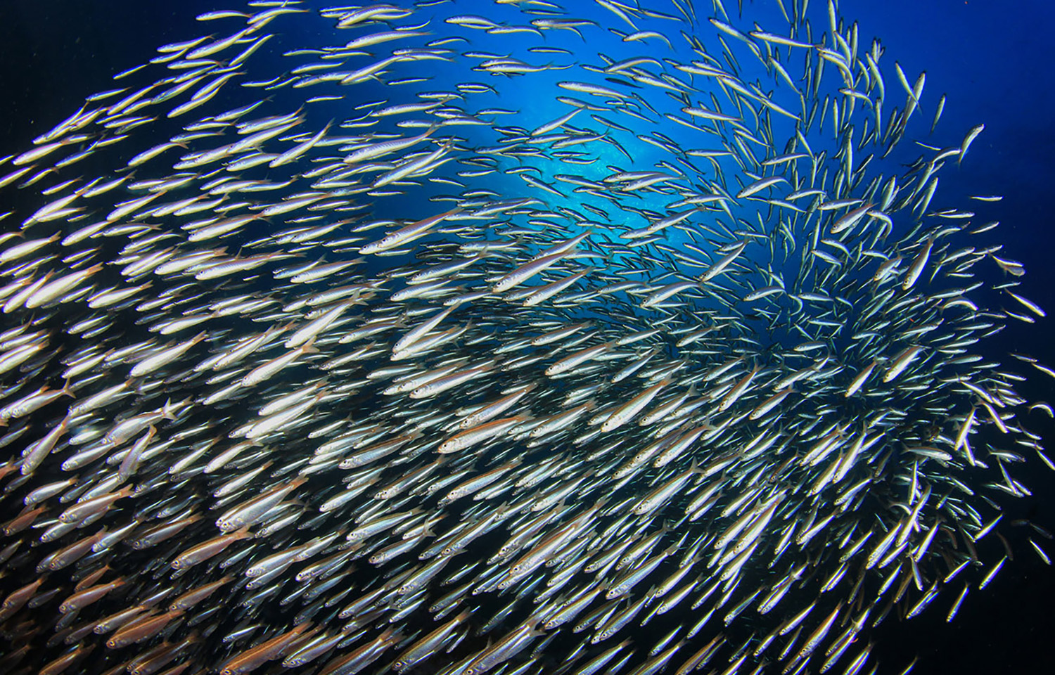 A photo of anchovies swimming in a school in the ocean